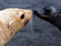 Antarctic Fur Seal