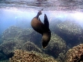 Antarctic Fur Seal