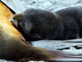 Antarctic Fur Seal