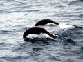 Antarctic Fur Seal