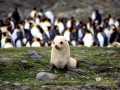 Antarctic Fur Seal