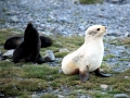 Antarctic Fur Seal
