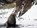 Antarctic Fur Seal
