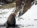Antarctic Fur Seal