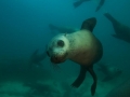 Antarctic Fur Seal
