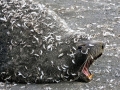 Antarctic Fur Seal