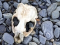 Antarctic Fur Seal