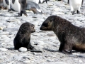 Antarctic Fur Seal