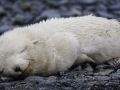 Antarctic Fur Seal