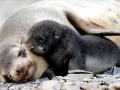 Antarctic Fur Seal