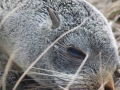 Antarctic Fur Seal