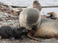 Antarctic Fur Seal