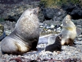 Antarctic Fur Seal