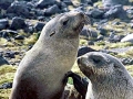 Antarctic Fur Seal