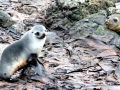 Antarctic Fur Seal