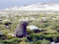 Antarctic Fur Seal