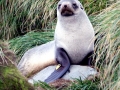 Antarctic Fur Seal