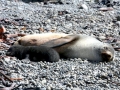 Antarctic Fur Seal