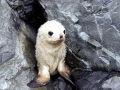 Antarctic Fur Seal