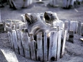 Antarctic Fur Seal