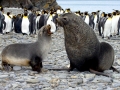 Antarctic Fur Seal