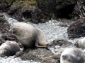 Antarctic Fur Seal