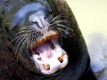 Antarctic Fur Seal