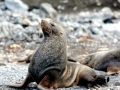 Southern Fur Seal