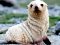 Antarctic Fur Seal