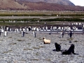 Antarctic Fur Seal