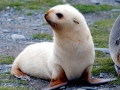 Antarctic Fur Seal