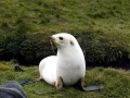 Antarctic Fur Seal
