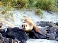 Antarctic Fur Seal