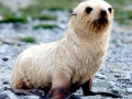 Antarctic Fur Seal