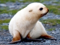 Antarctic Fur Seal