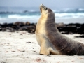 Antarctic Fur Seal