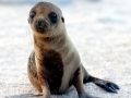 Antarctic Fur Seal