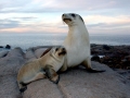 Antarctic Fur Seal