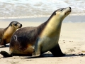 Antarctic Fur Seal