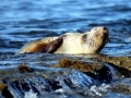 Antarctic Fur Seal