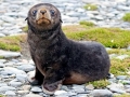 Antarctic Fur Seal