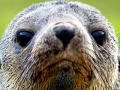 Antarctic Fur Seal