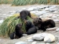 Antarctic Fur Seal