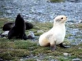 Antarctic Fur Seal