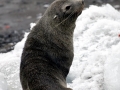 Antarctic Fur Seal