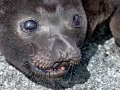 Southern Fur Seal