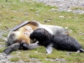 Antarctic Fur Seal