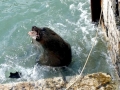 Southern Fur Seal