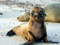 Southern Fur Seal