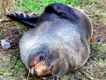 Southern Fur Seal